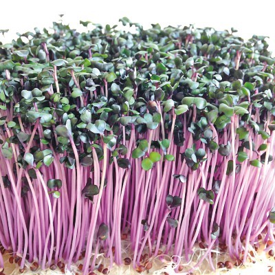 【拈花微笑】紫高麗菜芽 | 種子 | 4 g| 非基因改造種子 | 蔬菜 | 蔬果 | 有機無毒 | 高發芽率