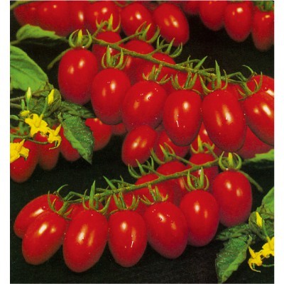 【拈花微笑】瑞珍小型番茄 | 種子 | 35 粒 | 非基因改造種子 | 蔬菜 | 蔬果 | 有機無毒 | 高發芽率