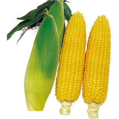 【拈花微笑】甜玉米 | 種子 | 4 g| 非基因改造種子 | 蔬菜 | 蔬果 | 有機無毒 | 高發芽率