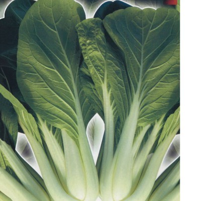 【拈花微笑】黑葉白菜 | 種子 | 3 g| 非基因改造種子 | 蔬菜 | 蔬果 | 有機無毒 | 高發芽率