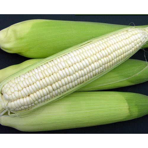 【拈花微笑】白糯玉米 | 種子 | 15 g| 非基因改造種子 | 蔬菜 | 蔬果 | 有機無毒 | 高發芽率