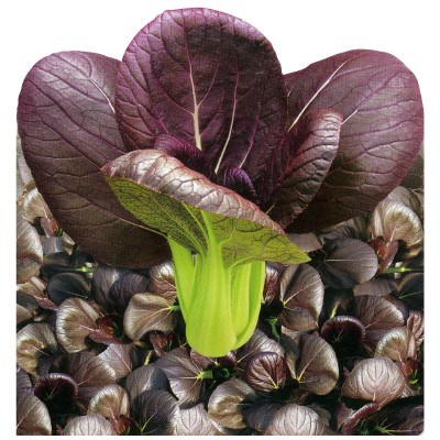 【拈花微笑】紫衣白菜 | 種子 | 2 g| 非基因改造種子 | 蔬菜 | 蔬果 | 有機無毒 | 高發芽率