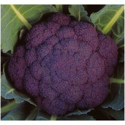 【拈花微笑】紫雲花椰菜 | 種子 | 0 5 g| 非基因改造種子 | 蔬菜 | 蔬果 | 有機無毒 | 高發芽率