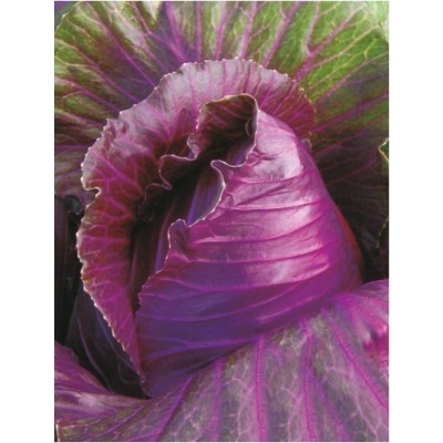 【拈花微笑】紫高麗菜 | 種子 | 0 5 g| 非基因改造種子 | 蔬菜 | 蔬果 | 有機無毒 | 高發芽率