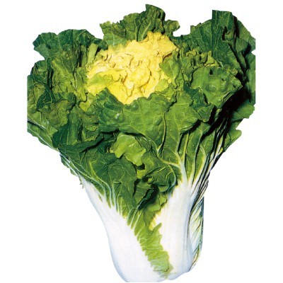 【拈花微笑】黃金白菜 | 種子 | 6 g| 非基因改造種子 | 蔬菜 | 蔬果 | 有機無毒 | 高發芽率