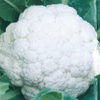 【拈花微笑】瑞雪 65 日青梗白花椰菜 | 種子 | 1 g| 非基因改造種子 | 蔬菜 | 蔬果 | 有機無毒 | 高發芽率