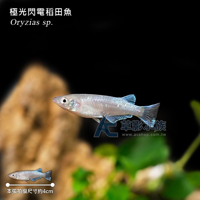 【AC草影】極光閃電稻田魚【一隻】ECS012116