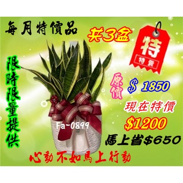台北龍昇網路花店【Fa-0899虎尾蘭桌型盆栽】~特價商品，不怕您比價，在任何拍賣或購物網站找到比我更便宜 ，買貴退差價 ~