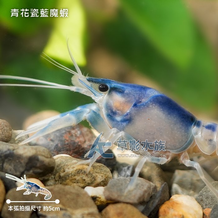 【AC草影】青花瓷藍魔蝦【一隻】ECS012199