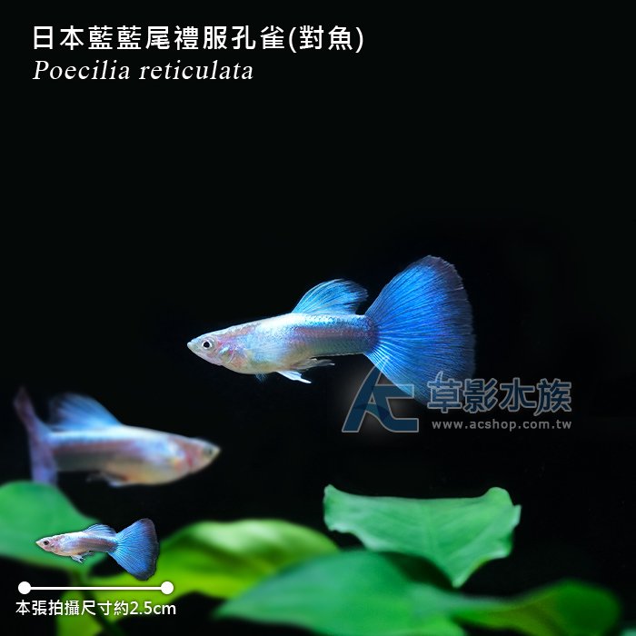 【AC草影】日本藍藍尾禮服孔雀（對魚）【一對】ECS012204