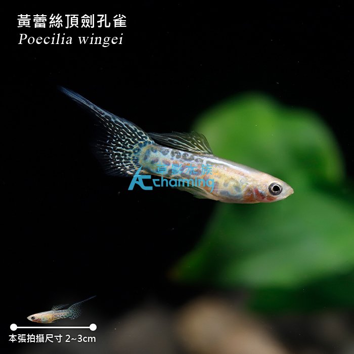 【AC草影】黃蕾絲頂劍孔雀（對魚）【一對】ECS012418 孔雀魚 對魚 觀賞魚