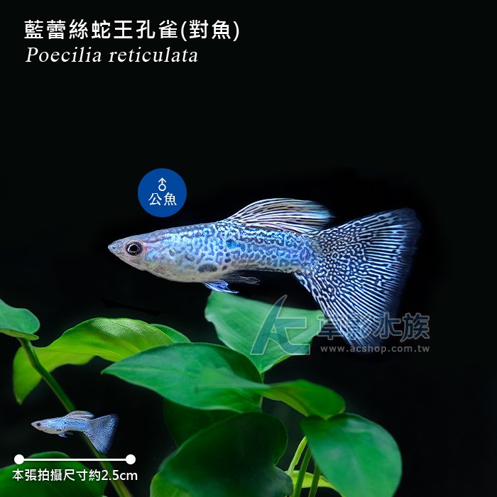 【AC草影】藍蕾絲蛇王孔雀（對魚）【一對】ECS012205 孔雀魚 對魚 觀賞魚