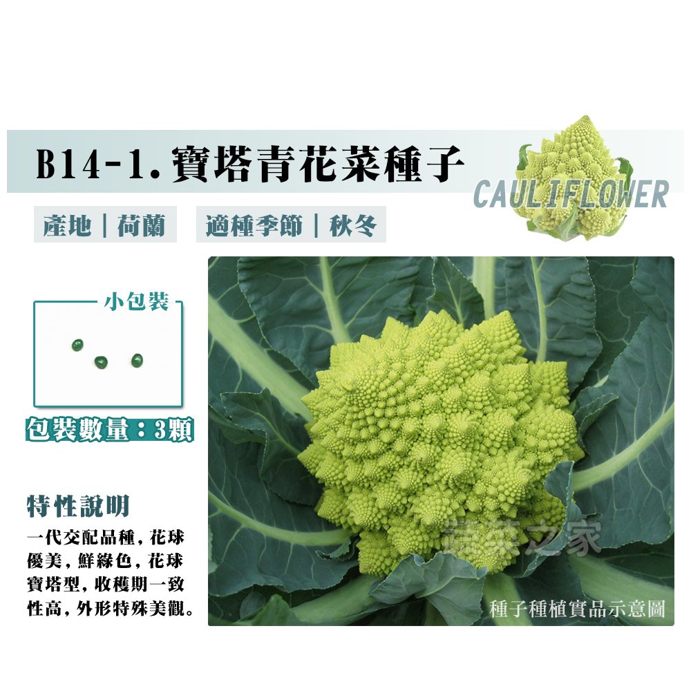 【蔬菜之家】B14-1.寶塔青花菜種子3顆 種子 園藝 園藝用品 園藝資材 園藝盆栽 園藝裝飾