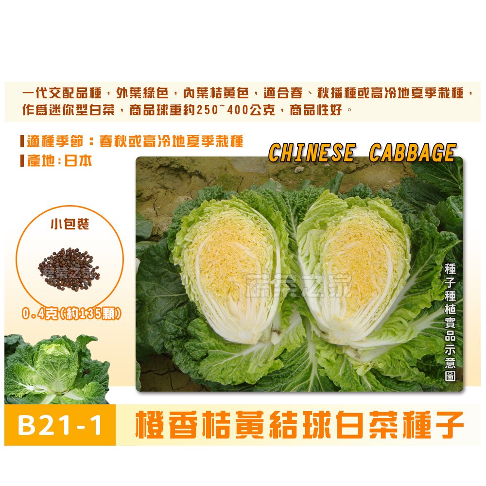 【蔬菜之家】B21-1.橙香桔黃結球白菜種子0.4克(約135顆) 種子 園藝 園藝用品 園藝資材 園藝盆栽 園藝裝飾