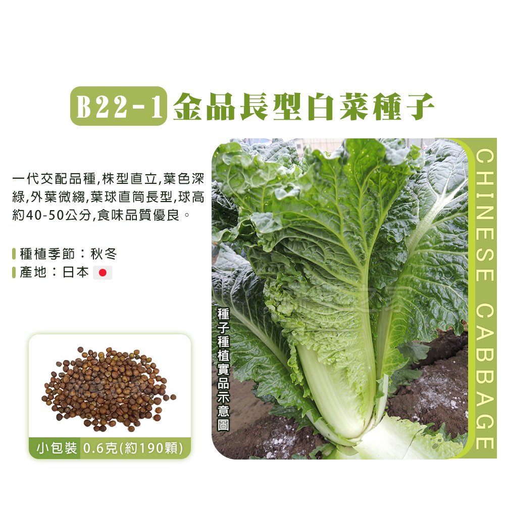 【蔬菜之家】B22-1.金品長型白菜種子0.6克(約190顆) 種子 園藝 園藝用品 園藝資材 園藝盆栽 園藝裝飾