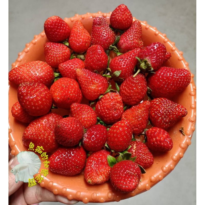 {冷藏宅配} 新鮮紅草莓果實 300G . 需預訂. 只有冬天和春天有貨 ! 不是隨時都有