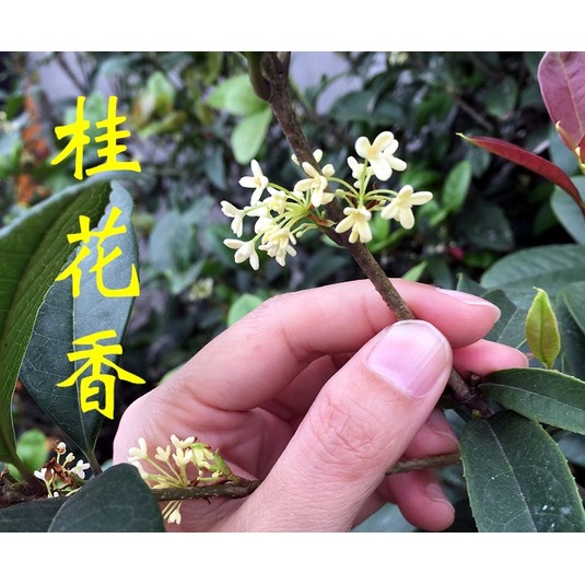 【臺灣茗茶大師】窨製桂花紅茶(半斤) 珍品級靈秀典雅的風味