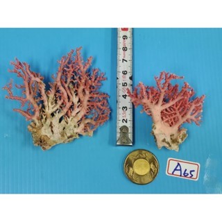 紅珊瑚A65