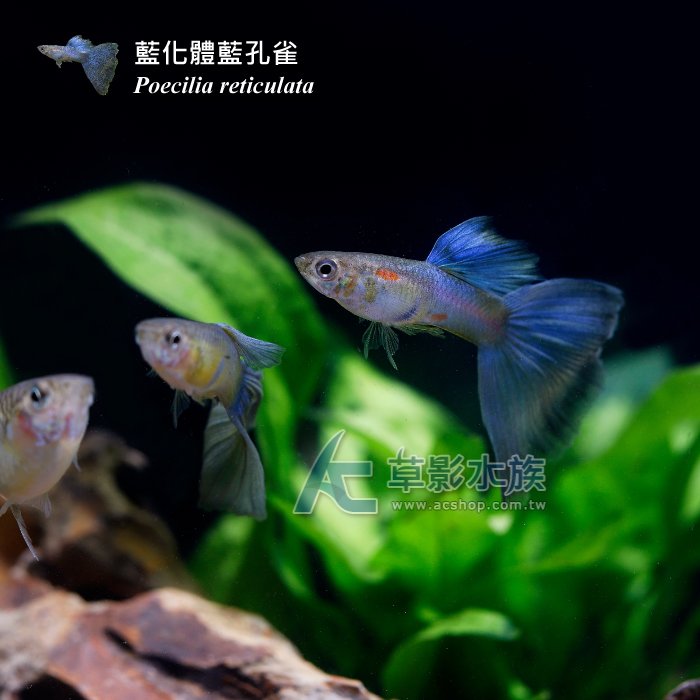 【AC草影】藍化體藍孔雀（對魚）【一對】FAD01169