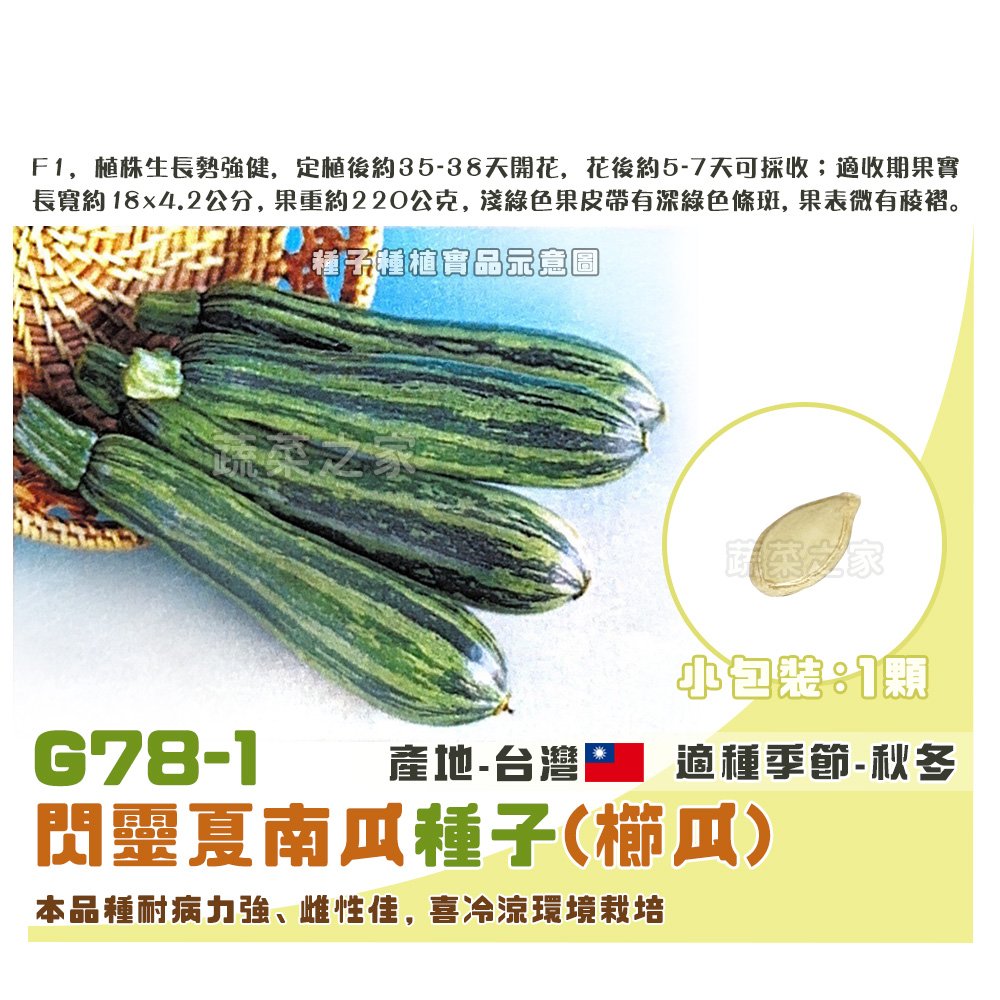 【蔬菜之家】G78-1.閃靈夏南瓜種子1顆(櫛瓜) F1 種子 園藝 園藝用品 園藝資材 園藝盆栽