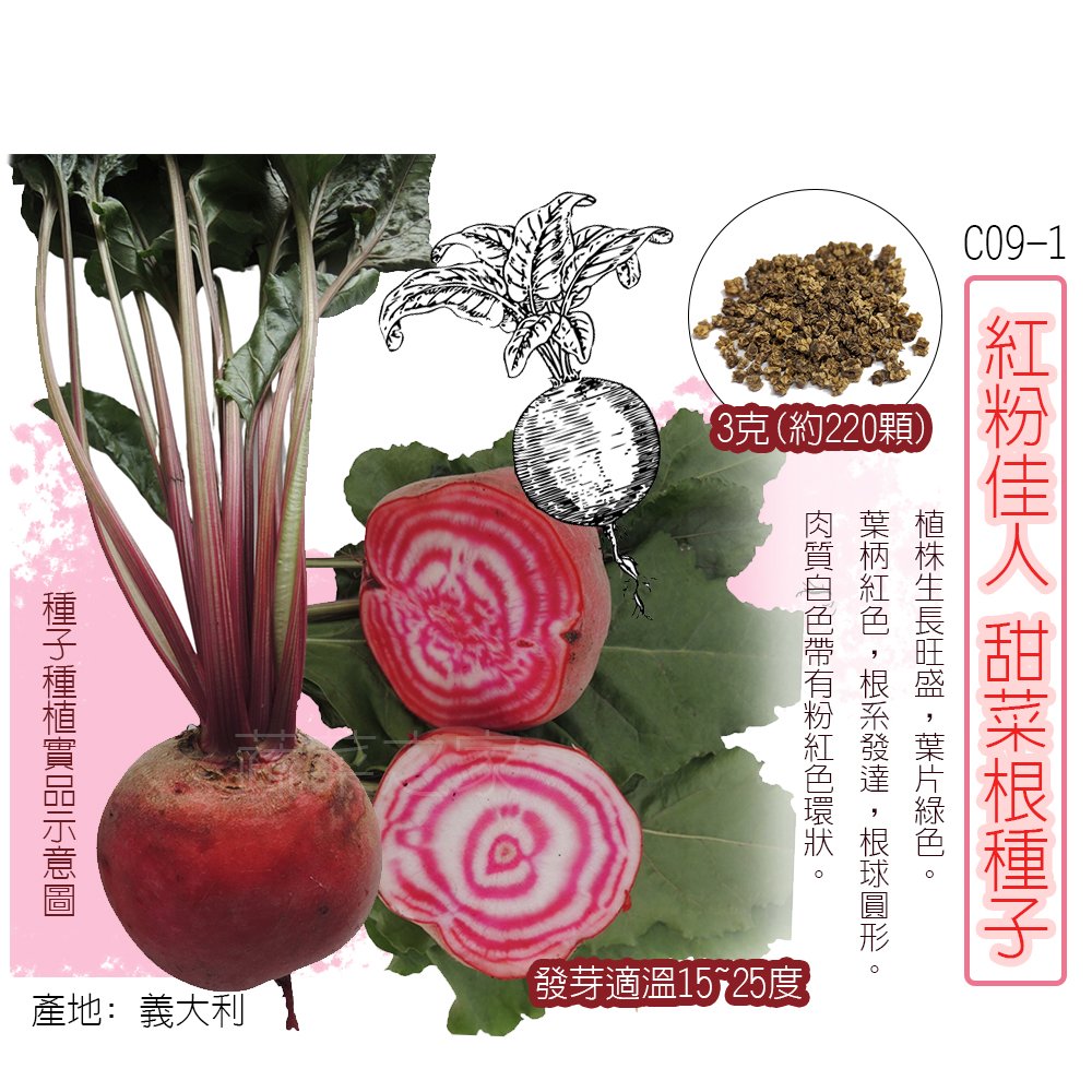 【蔬菜之家】C09-1.紅粉佳人甜菜根種子3克(約220顆) 甜菜根,菾菜,紅菜,甜菜頭,根甜菜