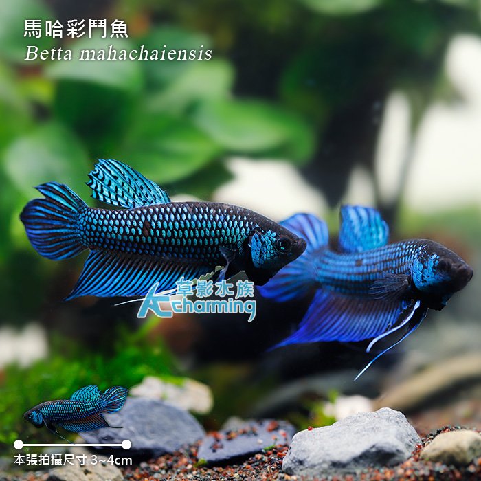 【AC草影】馬哈彩鬥魚 對魚【一對】 ECS012773