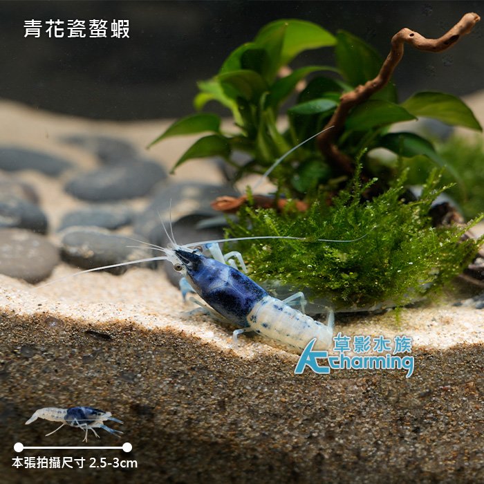 【AC草影】A級 青花瓷螯蝦（對蝦）【一對】淡水蝦 觀賞蝦