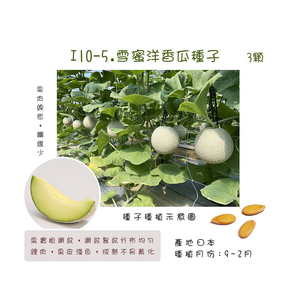 【蔬菜之家】I10.雪蜜洋香瓜種子3顆日本阿露斯(アールス) 粗網紋綠肉 耐白粉病、蔓割病 果肉綿密 纖維少 網紋均勻