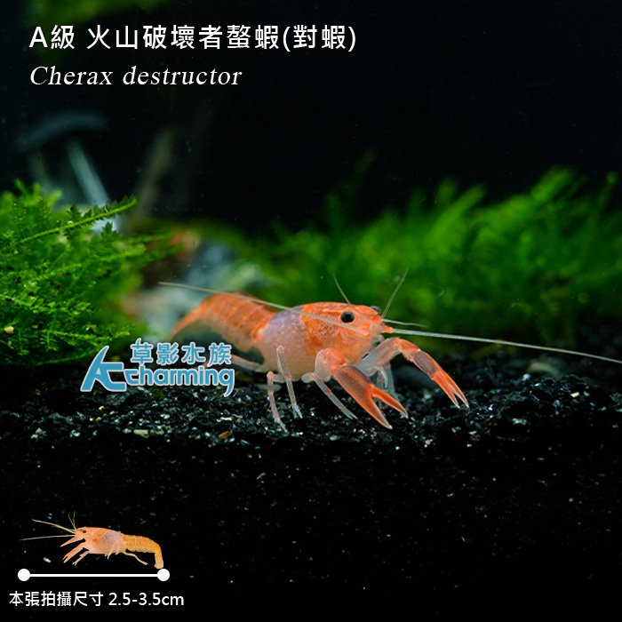 【AC草影】A級 火山破壞者螯蝦（對蝦）【一對】淡水蝦 螯蝦