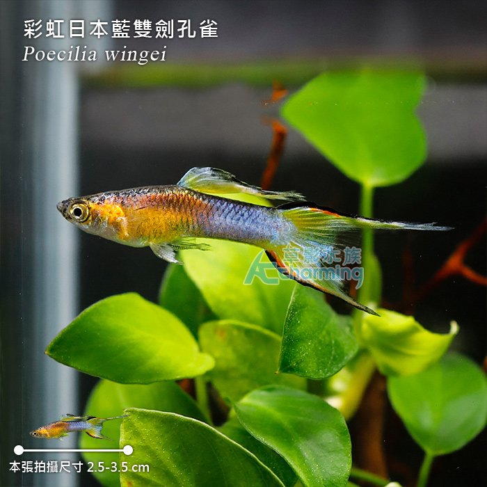 【AC草影】彩虹日本藍雙劍孔雀（對魚）【一對】ECS013085 孔雀魚