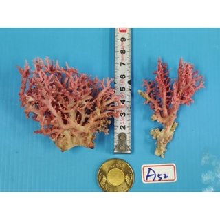 紅珊瑚A52