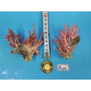 紅珊瑚A55