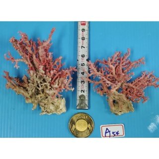 紅珊瑚A54