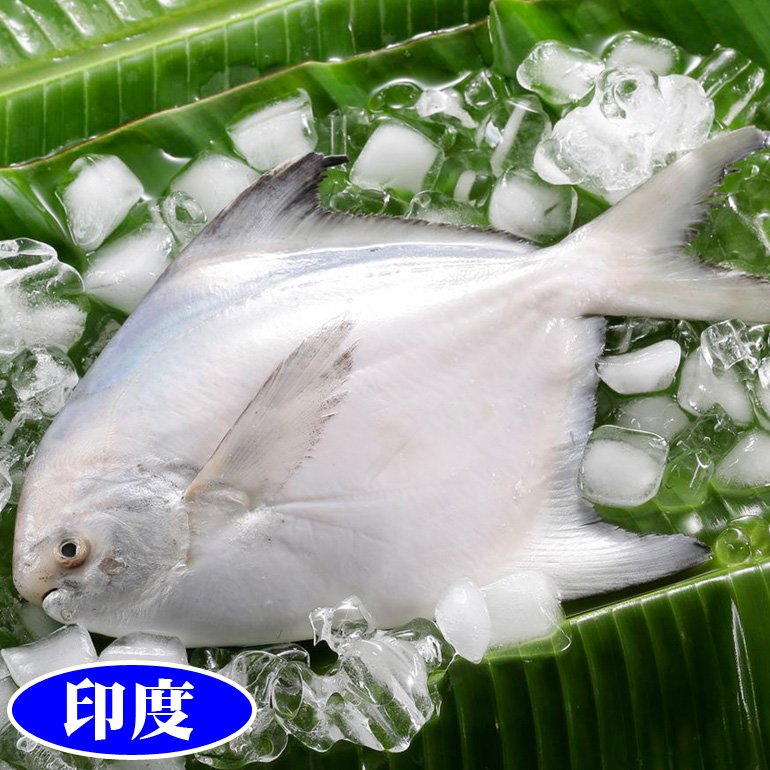 【立揚水產】印度野生冷凍白鯧魚(550g±10%/尾)