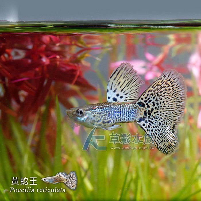 【AC草影】黃蛇王孔雀（對魚）【一對】FAD01039 孔雀魚